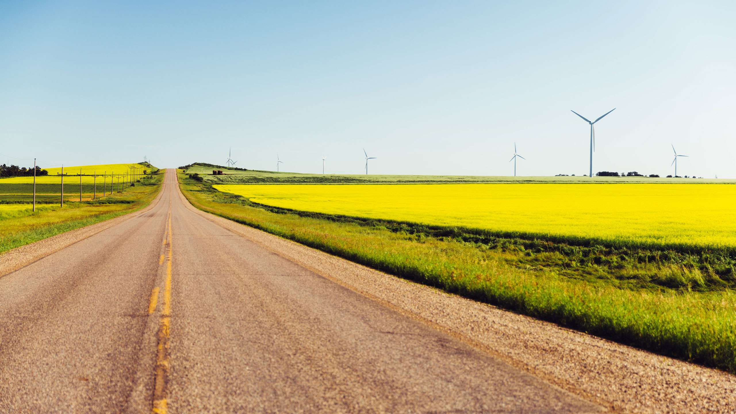 canola fields in manitoba