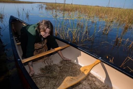 first nations history: picking wild rice