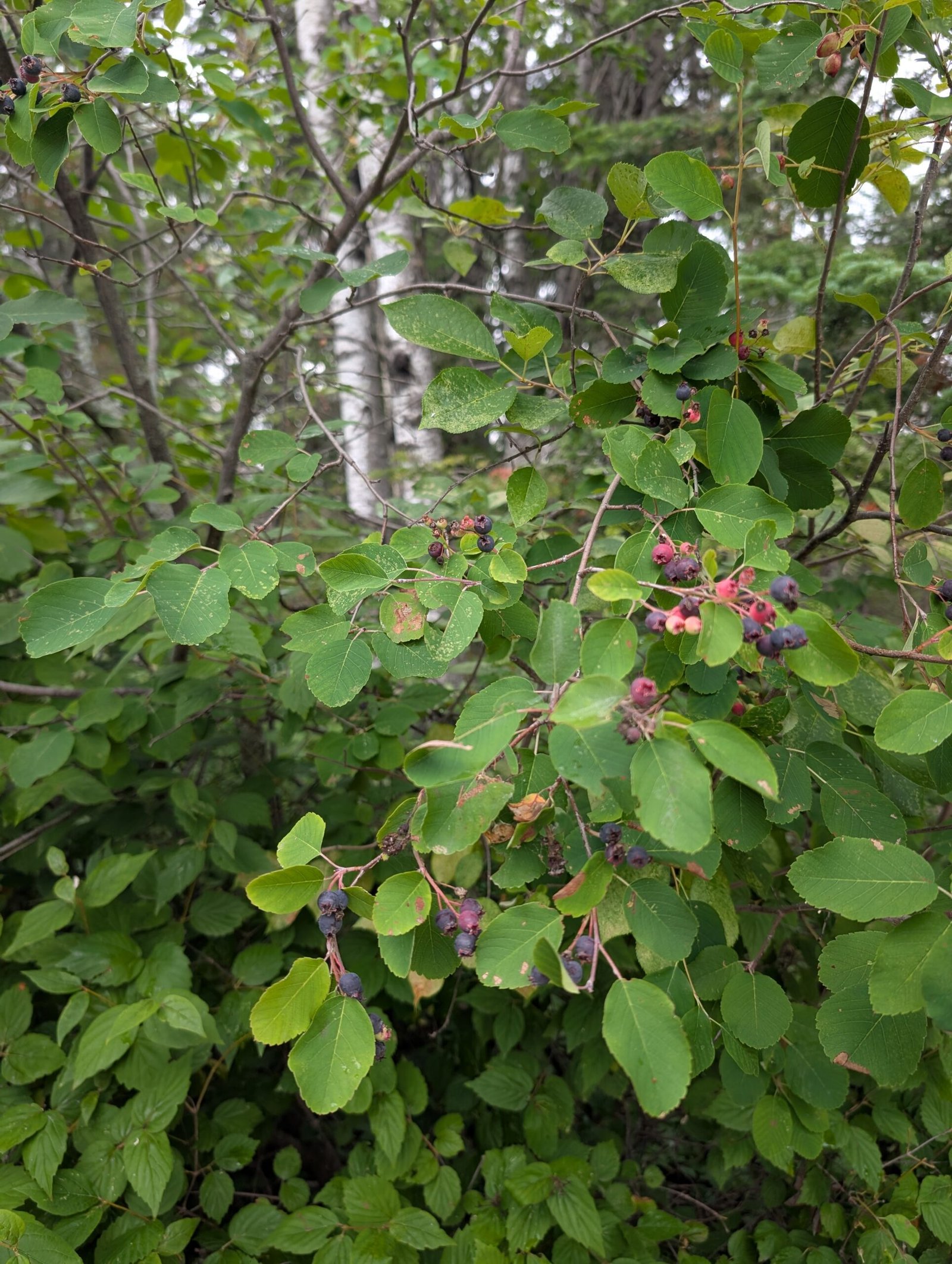 Nature's Manitoba Fall Feast