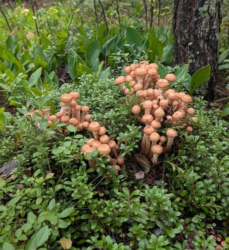 honey mushroom