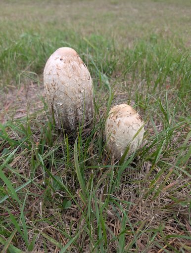 shaggy mane