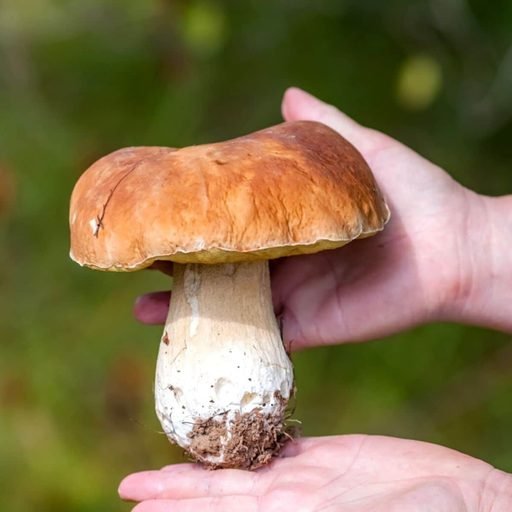 bolete