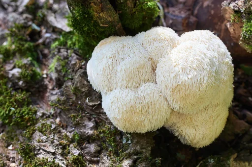 lion's mane