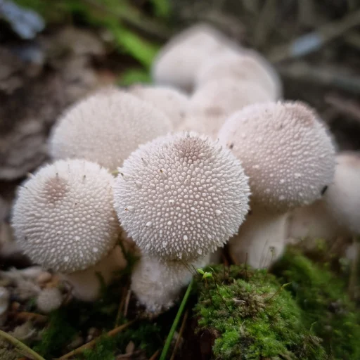 Manitoba Fall Feast -- puffball