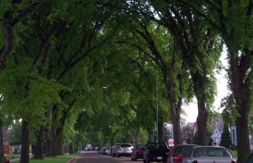 largest forest winnipeg urban elm